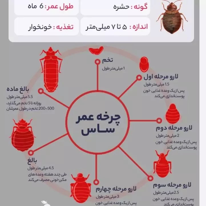 سم ساس پرو مکث رقیب ساس های خونخوار ارسال رایگان مدل 1