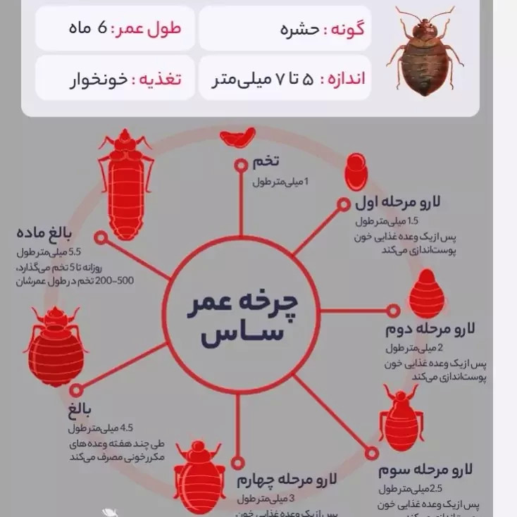 سم ساس پیرانا تحت لیسانس کشنده ترین ساس کش دنیا ، ارسال رایگان مدل 1