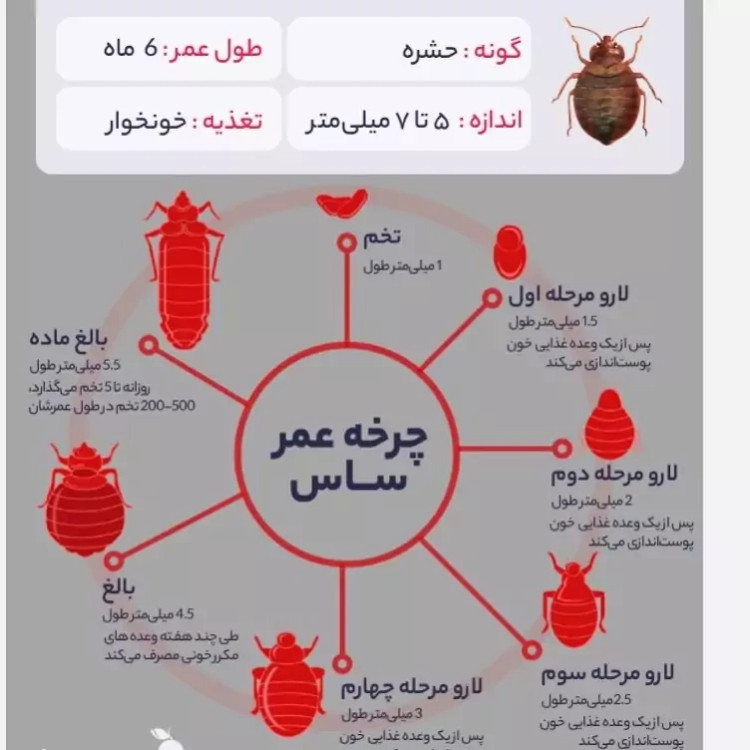 سم ساس بد باگ اوت کشنده ترین ساس کش ارسال رایگان مدل 1