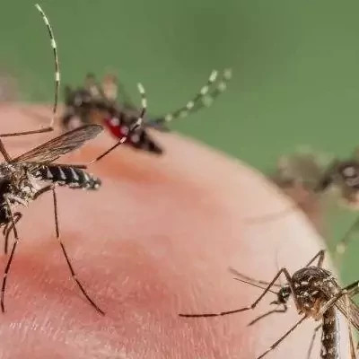 سم پشه کش بات بدون بو ارسال رایگان مدل 1