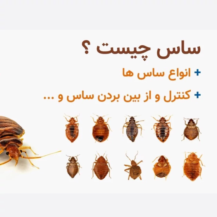 سم بدباگ اوت مبارز سرسخت ساس ارسال رایگان