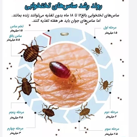 سم 4 لیتری نسخه اصلی پیرانا Pyranha اورجینال ارسال رایگان