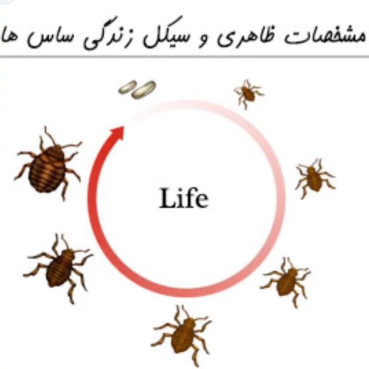 سم 4 لیتری نسخه اصلی پیرانا Pyranha اورجینال ارسال رایگان