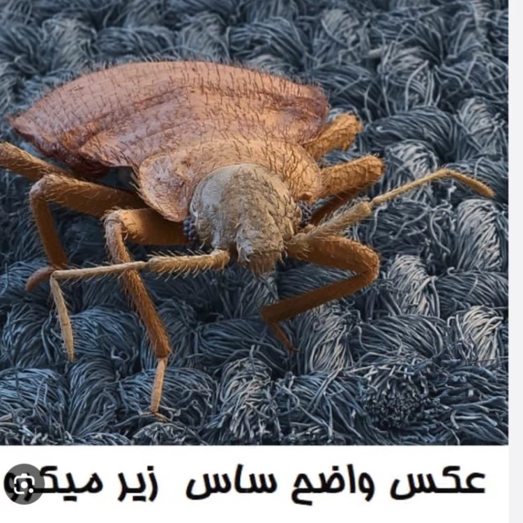 سم 10 لیتری پیرانا Pyranha نسخه اصلی اورجینال عمده ارسال رایگان