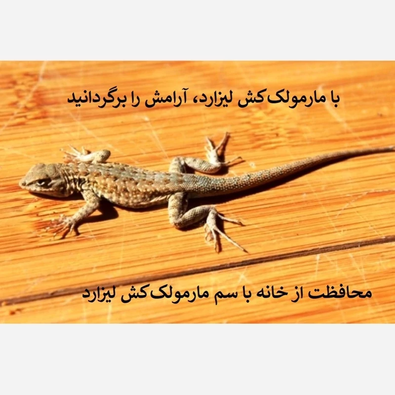 سریع از شر مارمولک خلاص شوید لیزارد