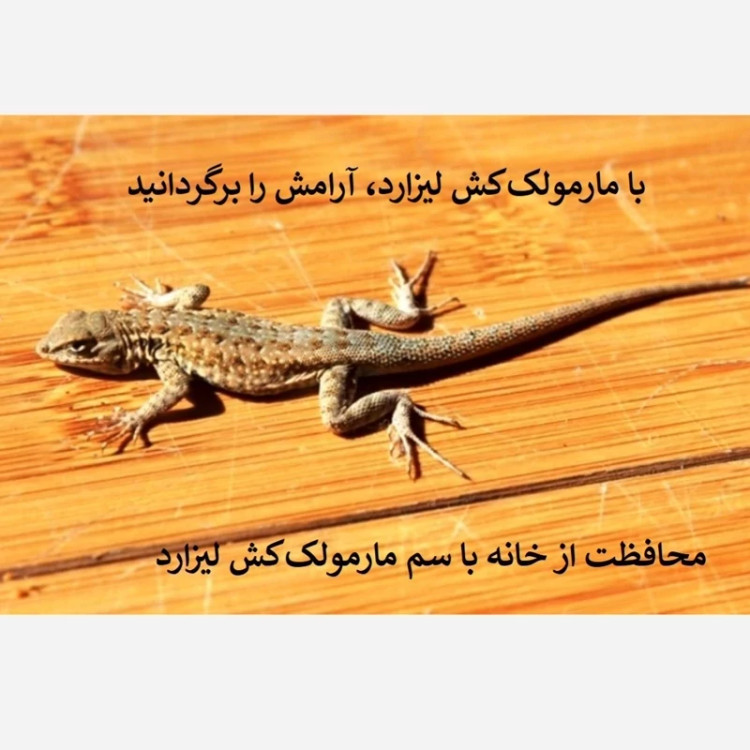 سریع از شر مارمولک خلاص شوید لیزارد