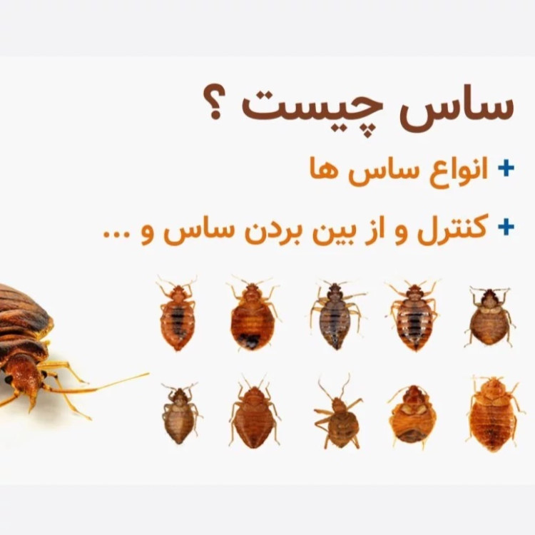 پودر گوگرد کمیاب مخصوص ریشه کنی ساس ارسال رایگان مدل 1