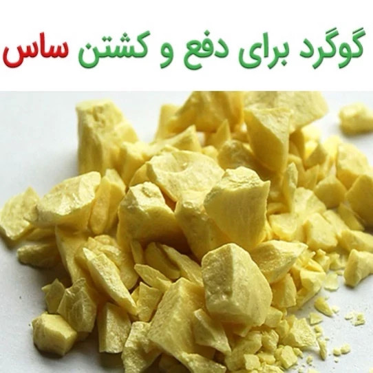 پودر گوگرد کمیاب مخصوص ریشه کنی ساس ارسال رایگان مدل 1