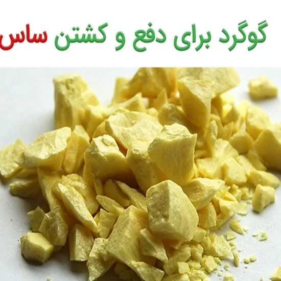 پودر گوگرد 50 گرمی مخصوص ساس مدل 1