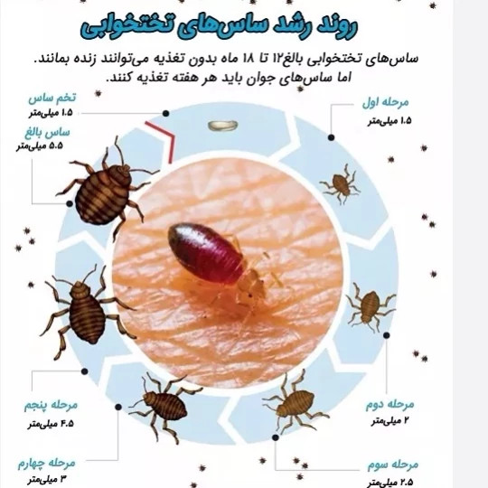 سم کشنده کراس فایر حشره کش نسل جدید با فرمولاسیون ژاپنی ارسال رایگان