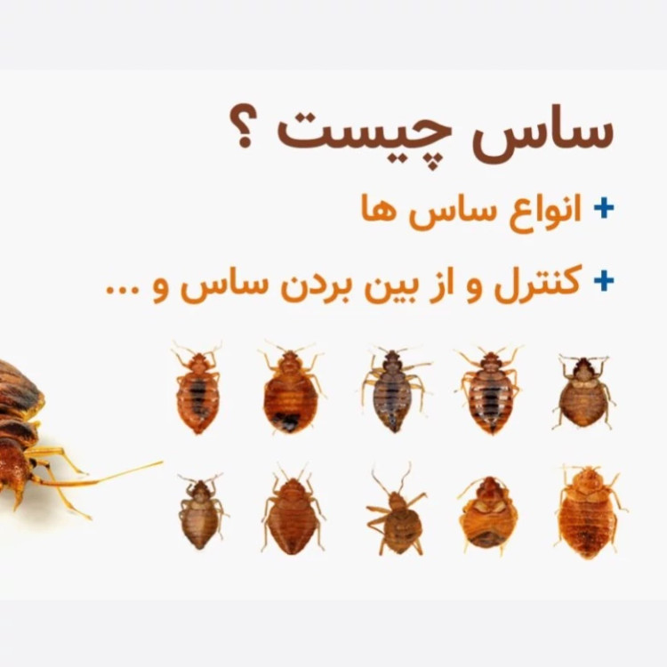 سم ساس کش کراس فایر نسخه بروز شده پیرانا ارسال رایگان