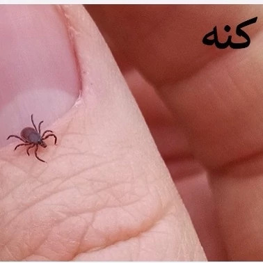 سم کنه کش مکس فورس ارسال رایگان