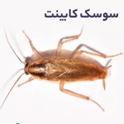 سم سوسک کش رونج کشنده ترین سم بدون بو ارسال رایگان