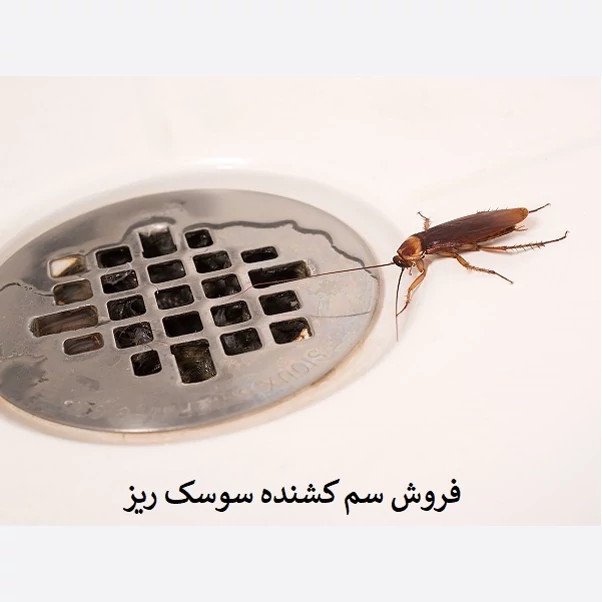 سم سوسک کش رونج کشنده ترین سم بدون بو ارسال رایگان