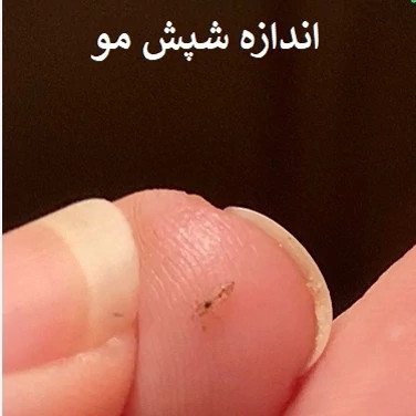سم شپش کش پرمکترین ارسال رایگان