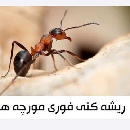 سم مورچه کش انت کیلر بدون بو ارسال رایگان