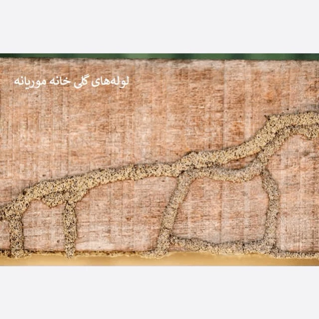 سم موریانه کش ترمیدور نسخه اصلی با ضمانت غرفه برتر ( ارسال رایگان )
